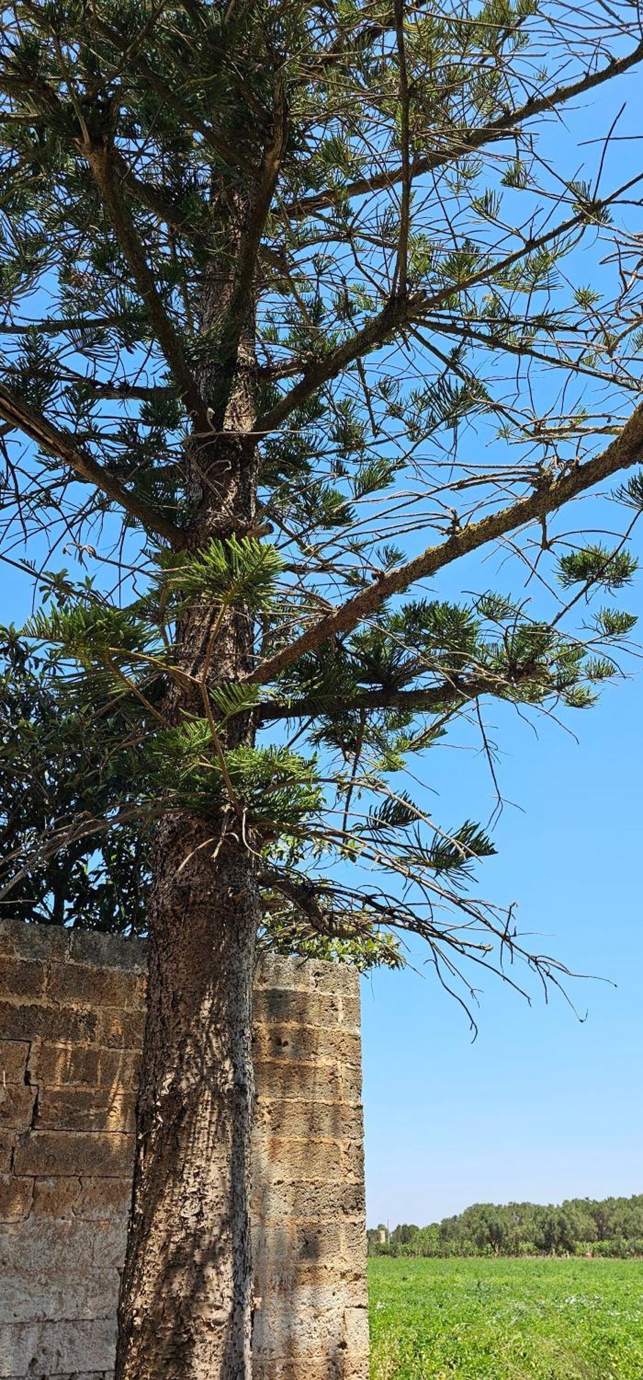 Masseria Vivi Il Salento Santa Caterina  ภายนอก รูปภาพ